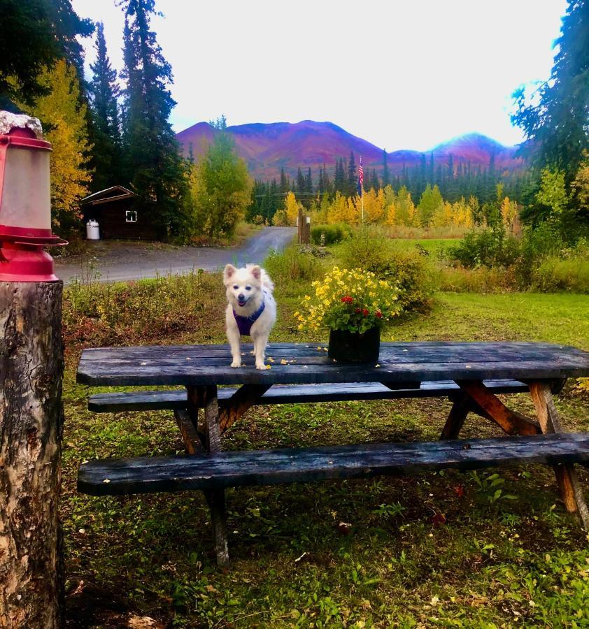 Villa Carlo Creek Cabins Denali Park Exterior foto